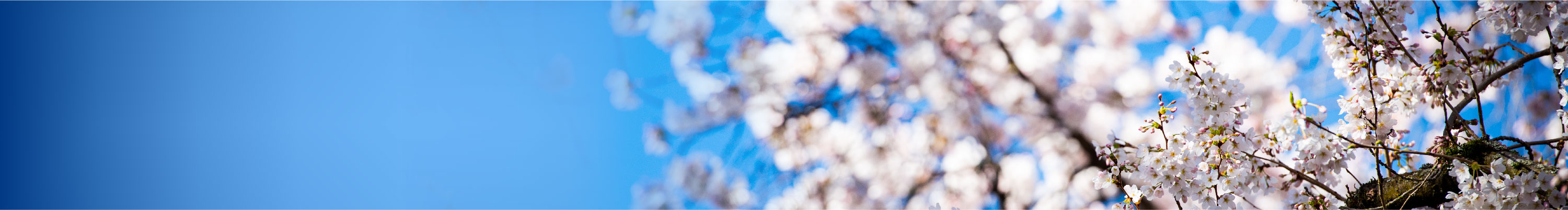 Photo of cherry blossoms